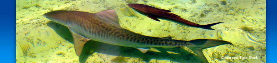 Cobia and Tiger Shark