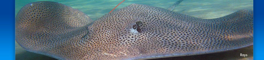 Shark sub class. ray bradyodonti elasmobranchii' Water Bottle