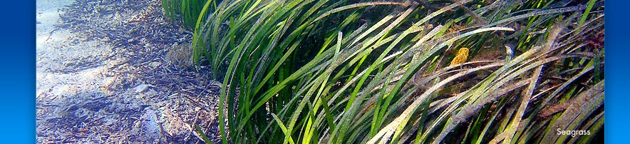 Seagrass