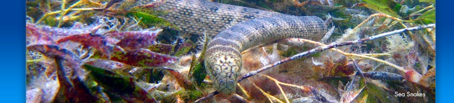 sea snakes in the gulf of mexico