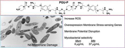 OCG-functionalized polymers induce membrane stress and ROS